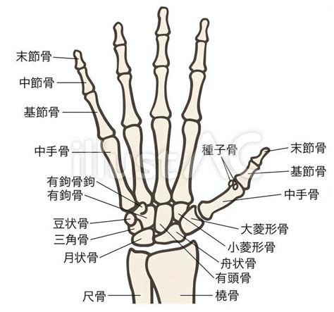 指 節|【手根骨・中手骨・手指骨】イラスト図解でわかりや。